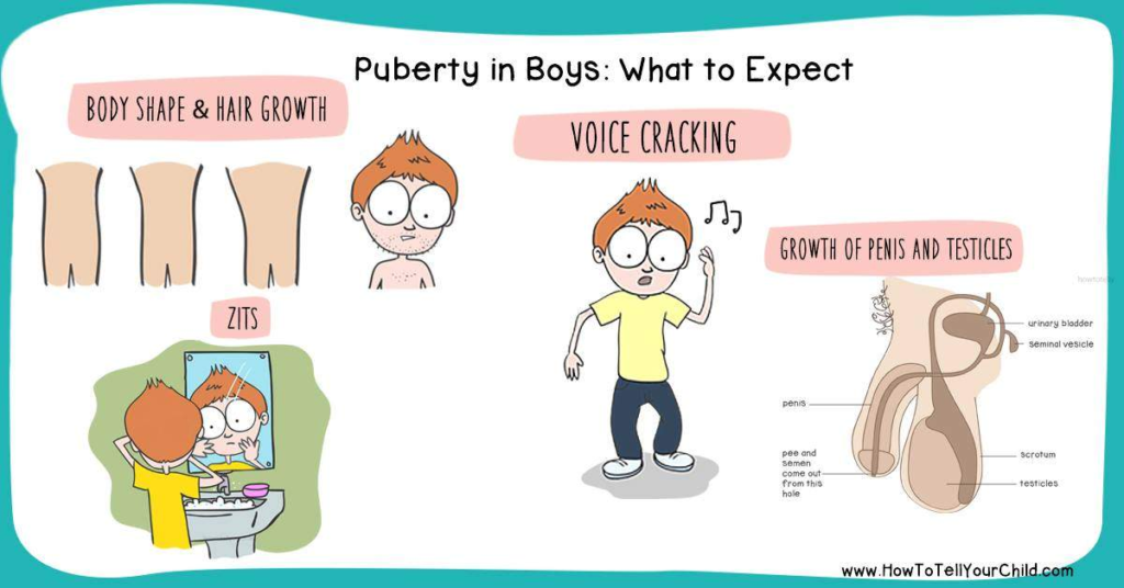 puberty in boys, stages