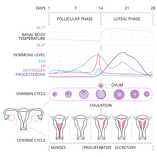 An illustration describing the various stages of the menstrual cycle