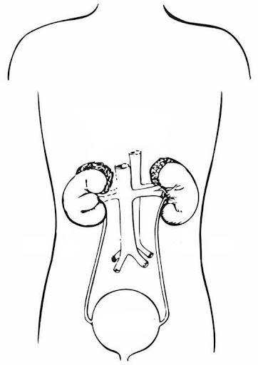 Line diagram of upper urinary system.