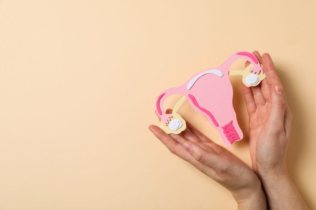 Hands holding a model of internal female genitalia